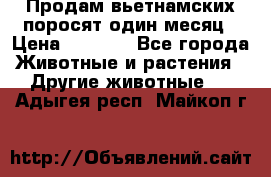 Продам вьетнамских поросят,один месяц › Цена ­ 3 000 - Все города Животные и растения » Другие животные   . Адыгея респ.,Майкоп г.